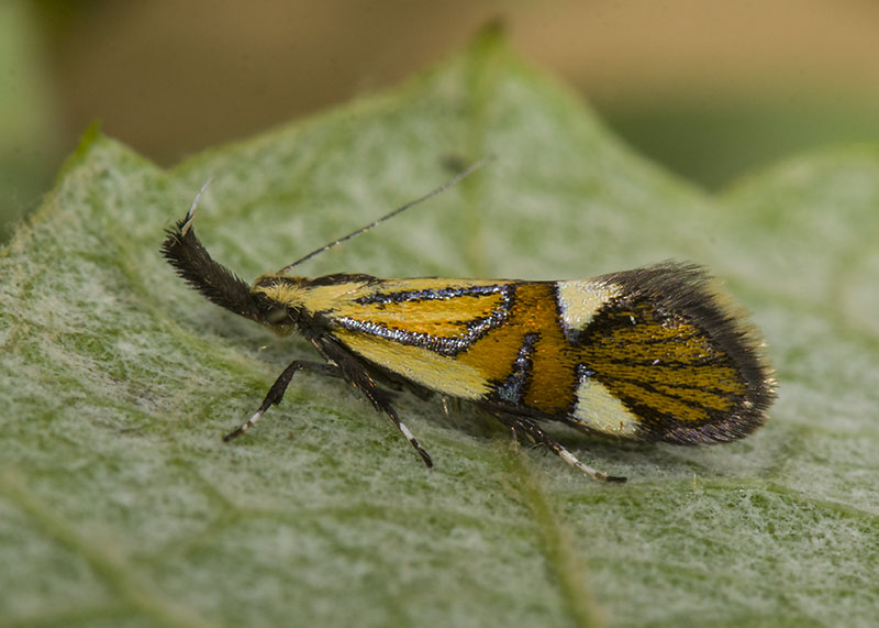 Alabonia geoffrella, Oecophoridae